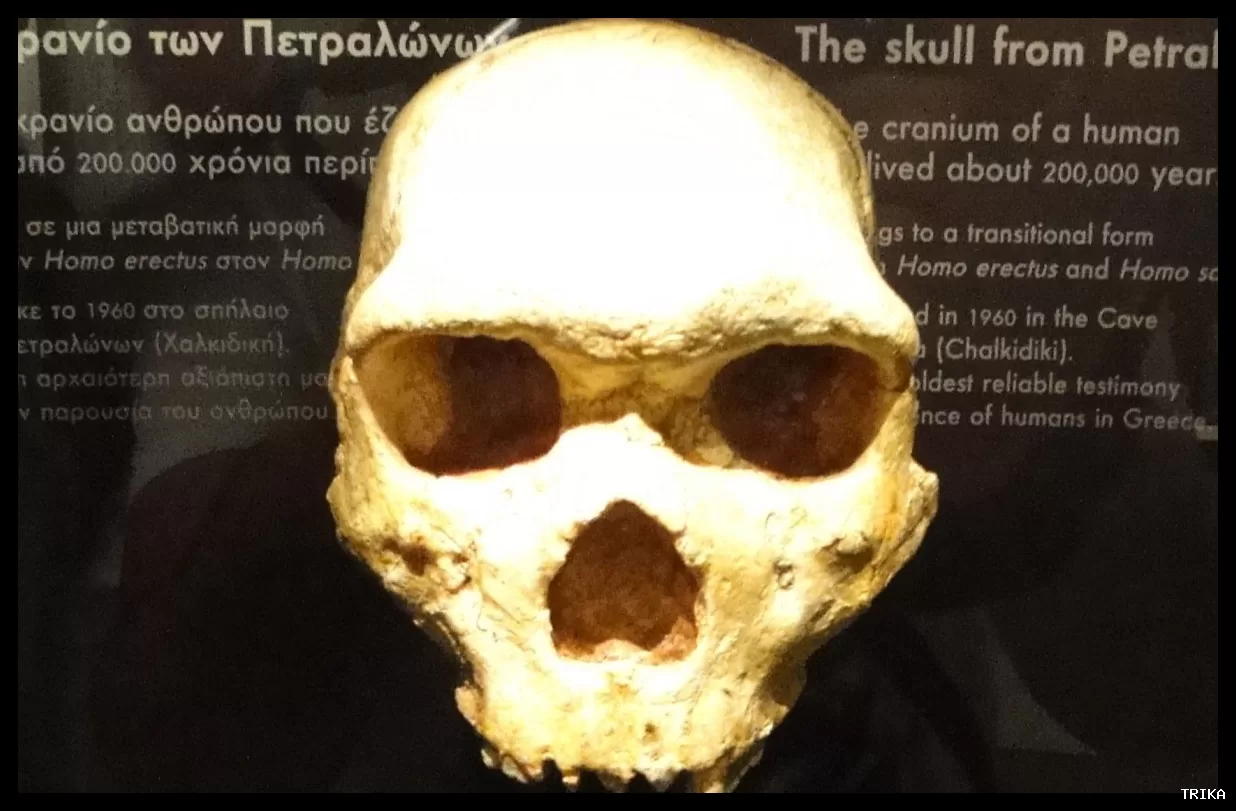 جمجمه پترالونا، معمایی در مطالعات انسان‌شناسی دانشمندان را سردرگم کرده است.
