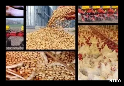 آیا موج جدید جهش قیمت مرغ در راه است؟