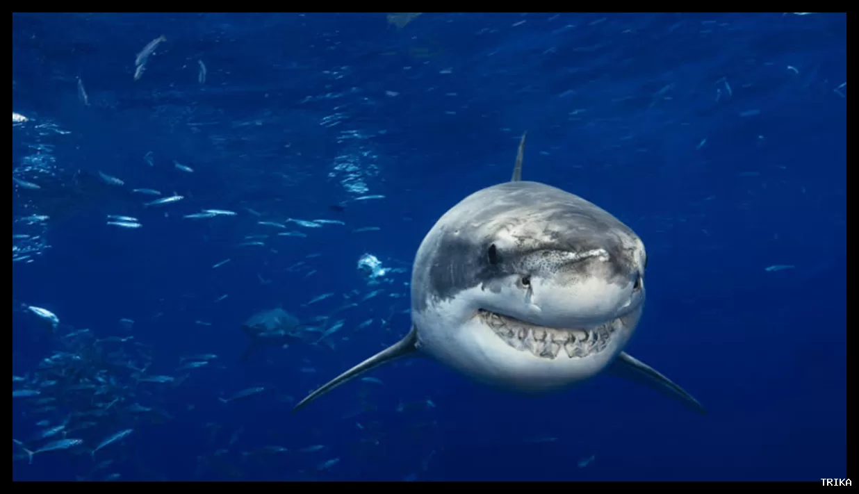 کوسه‌های سفید همیشه پس از حمله نهنگ‌های اورکا فرار نمی‌کنند