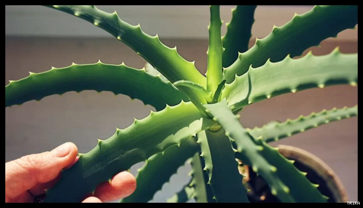 آلوئه‌ورا می‌تواند در مقابله با بیماری آلزایمر موثر باشد