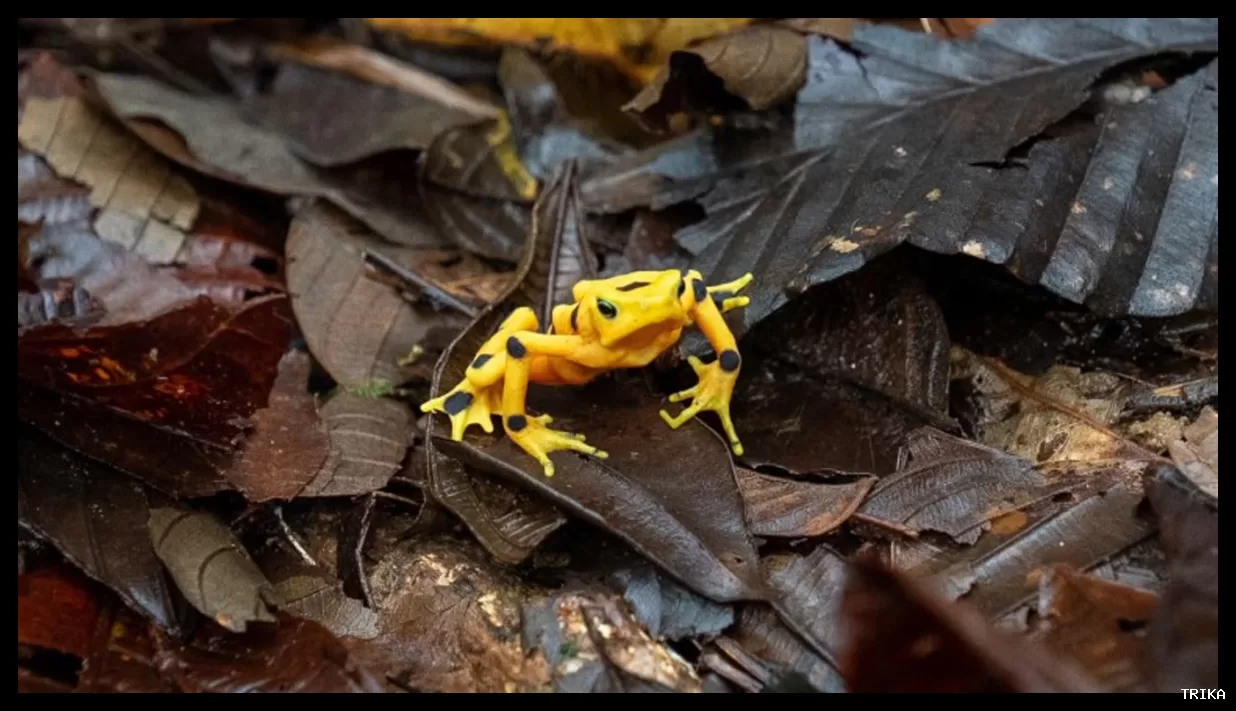 قورباغه‌های طلایی پاناما از خطر انقراض نجات پیدا کردند