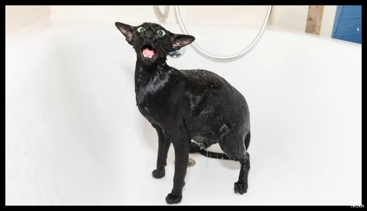 چرا گربه‌ها معمولاً از آب نفرت دارند؟